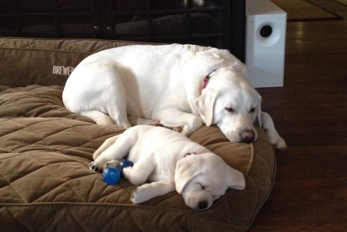 Why Do Mother Dogs Bite Their Puppies Head