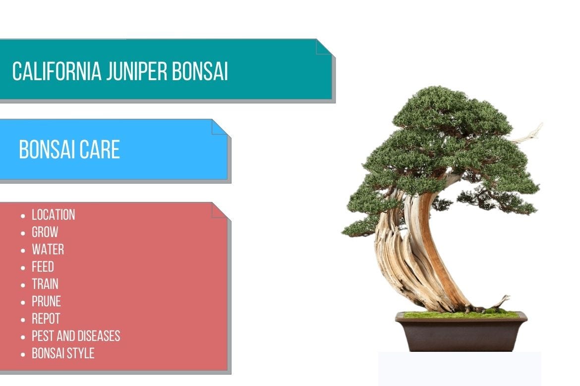 California juniper bonsai care by Bhupinder Singh Medium