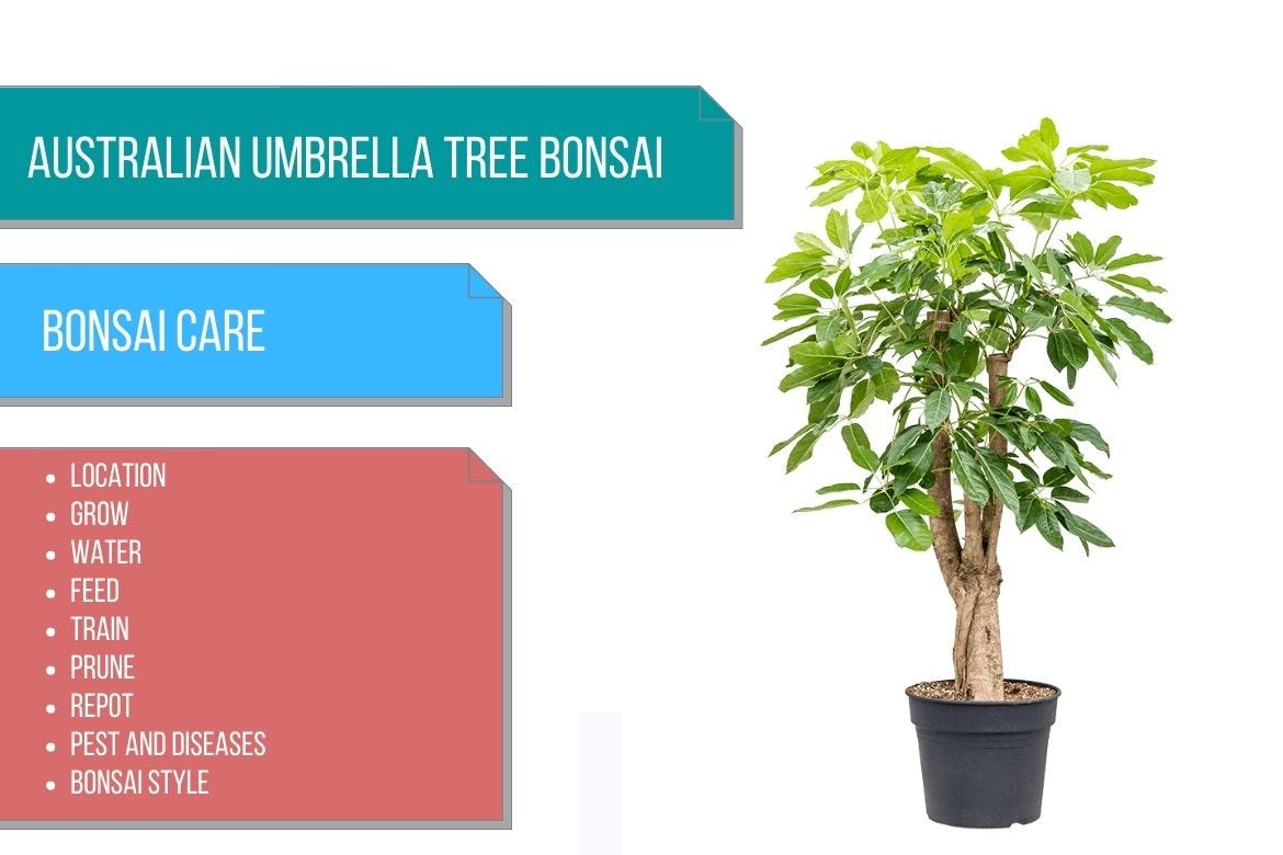 Australian umbrella tree bonsai care by Bhupinder Singh Medium