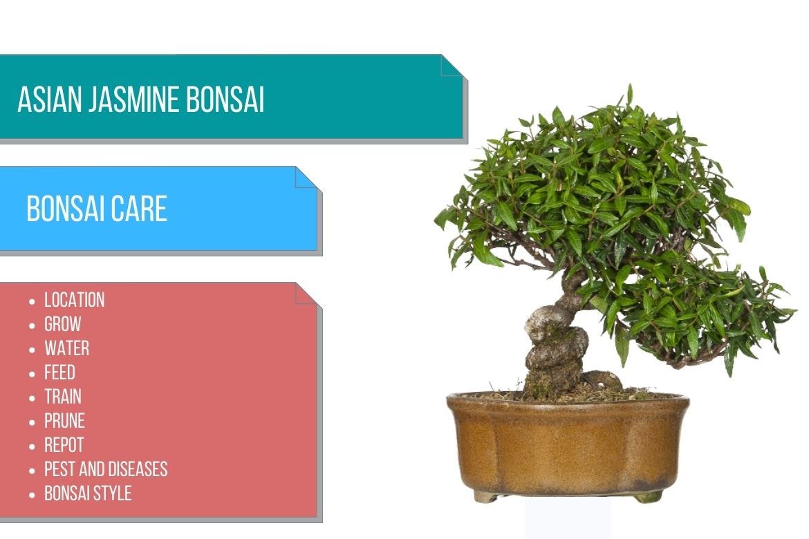 Asian Jasmine bonsai care by Bhupinder Singh Medium