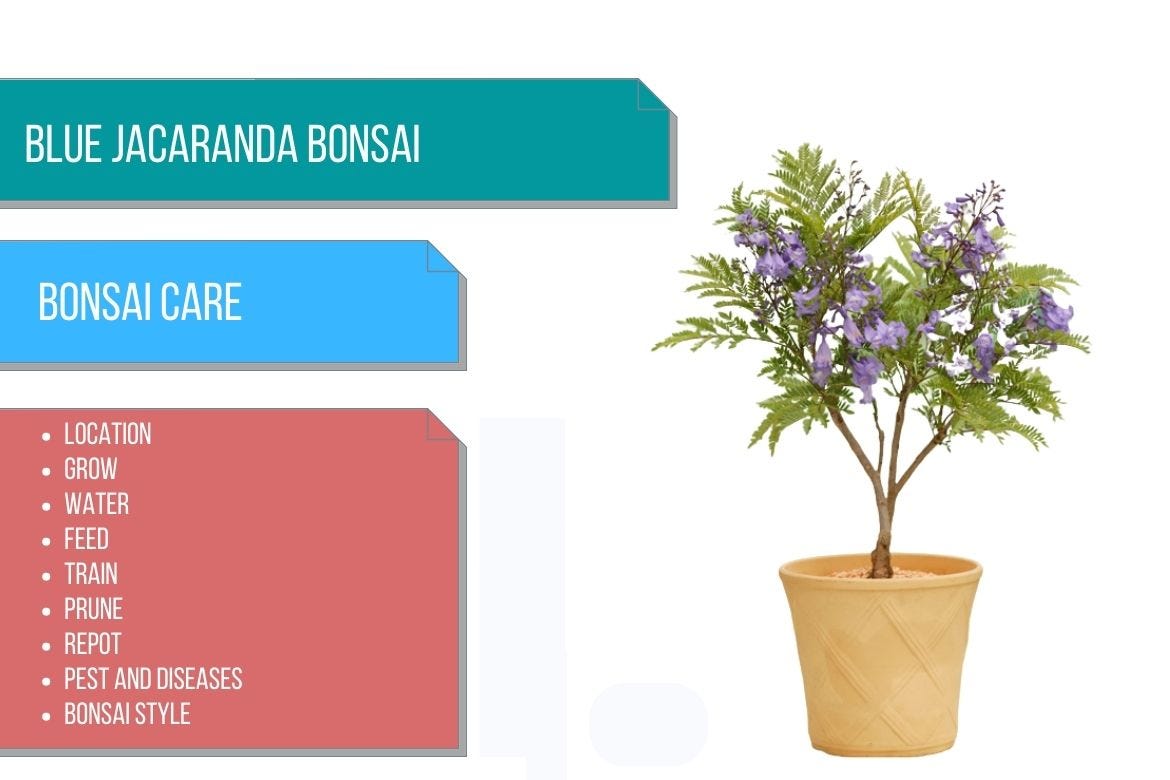 Blue Jacaranda bonsai care by Bhupinder Singh Medium