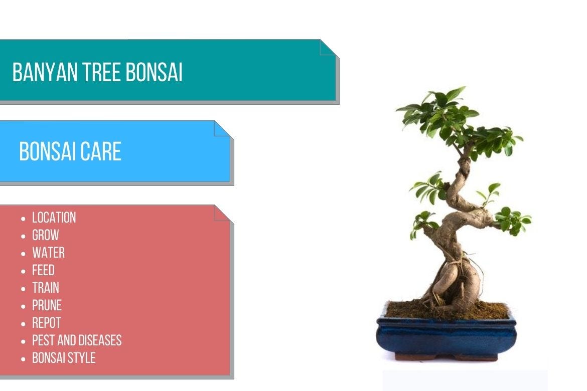 Banyan tree bonsai care by Bhupinder Singh Medium