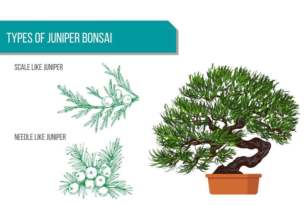Types of juniper bonsai by Bhupinder Singh Medium