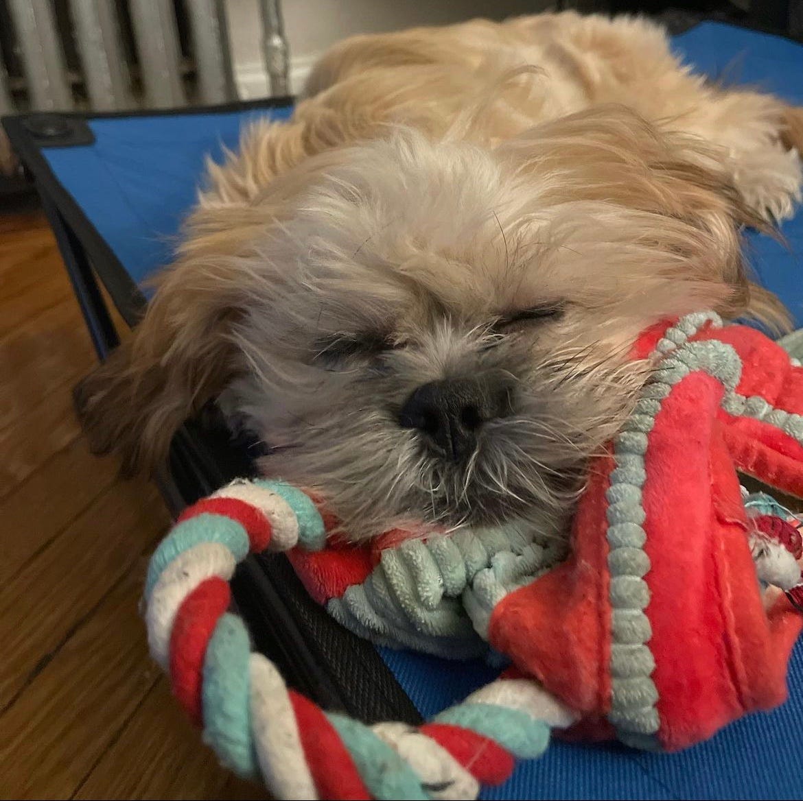 🐾🐶What is a Teddy Bear Dog and how can they be a great Emotional