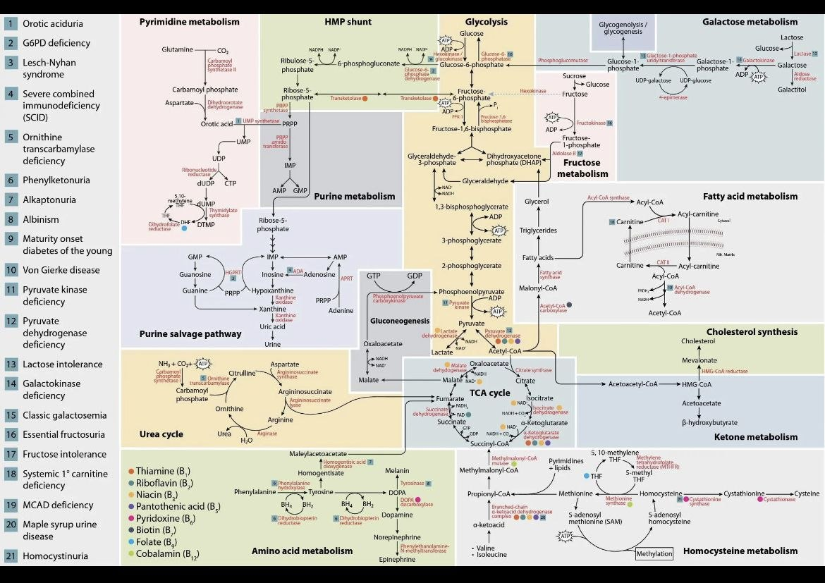 From Molecules to energy : Understanding how Biomolecules drive metabolism
