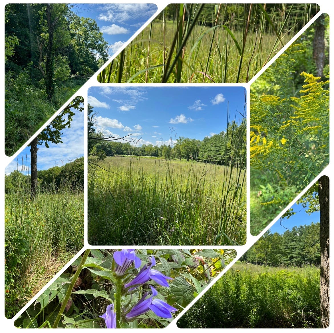 The Beauty Of Iowa s Prairies Did You Know 75 80 Percent Of Iowa Used the-beauty-of-iowa-s-prairies-did-you-know-75-80-percent-of-iowa-used