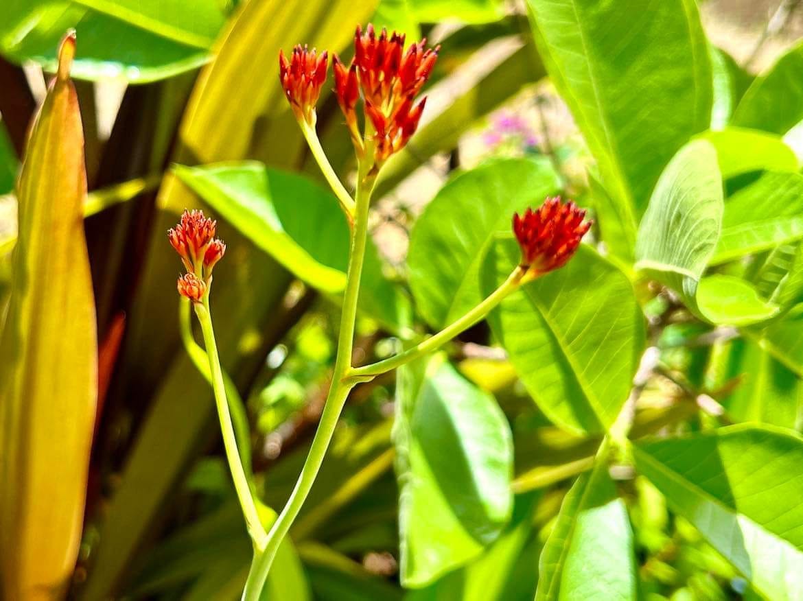 Constant friends. I’ve previously mentioned Scarlet… by My tropical
