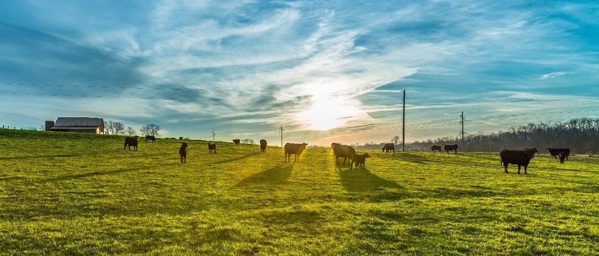 MEET CHILI PEPPER RANCH. What makes our beef better? It starts… by