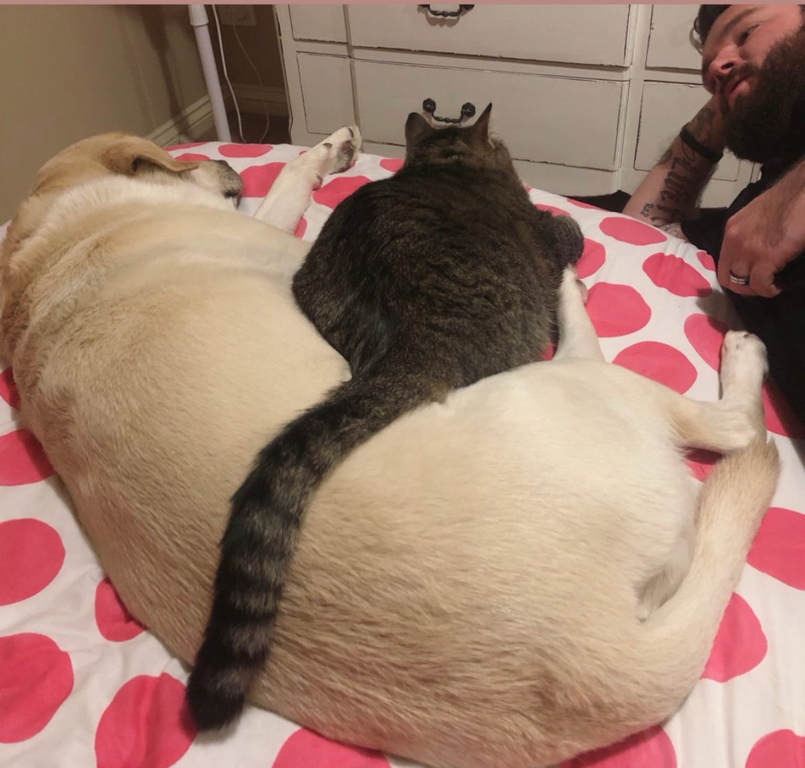 18-can-you-be-a-cat-person-and-a-dog-person-by-keeley-schroder