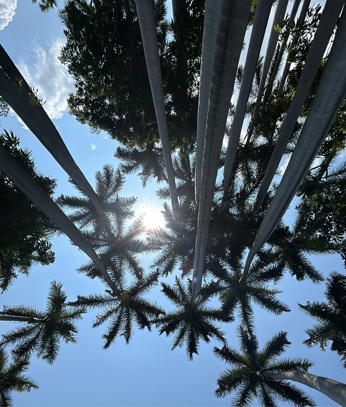 La palma real
