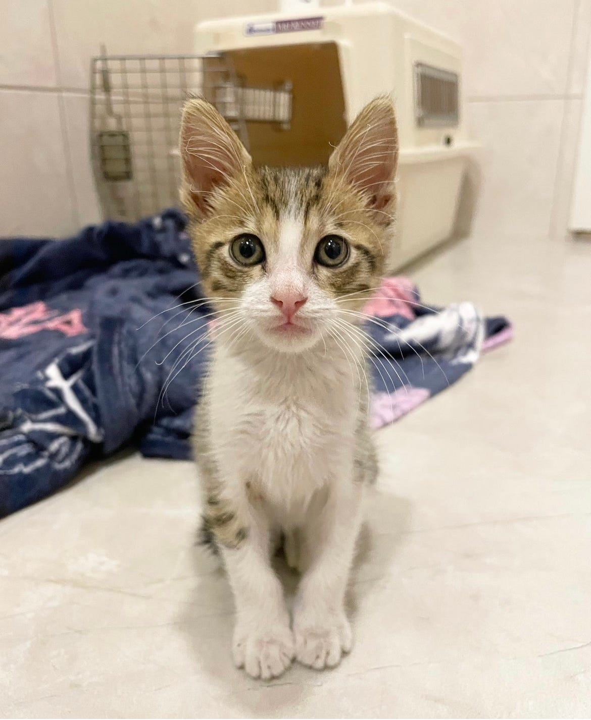 What I learned when I tried to find homes for kittens by 5 star