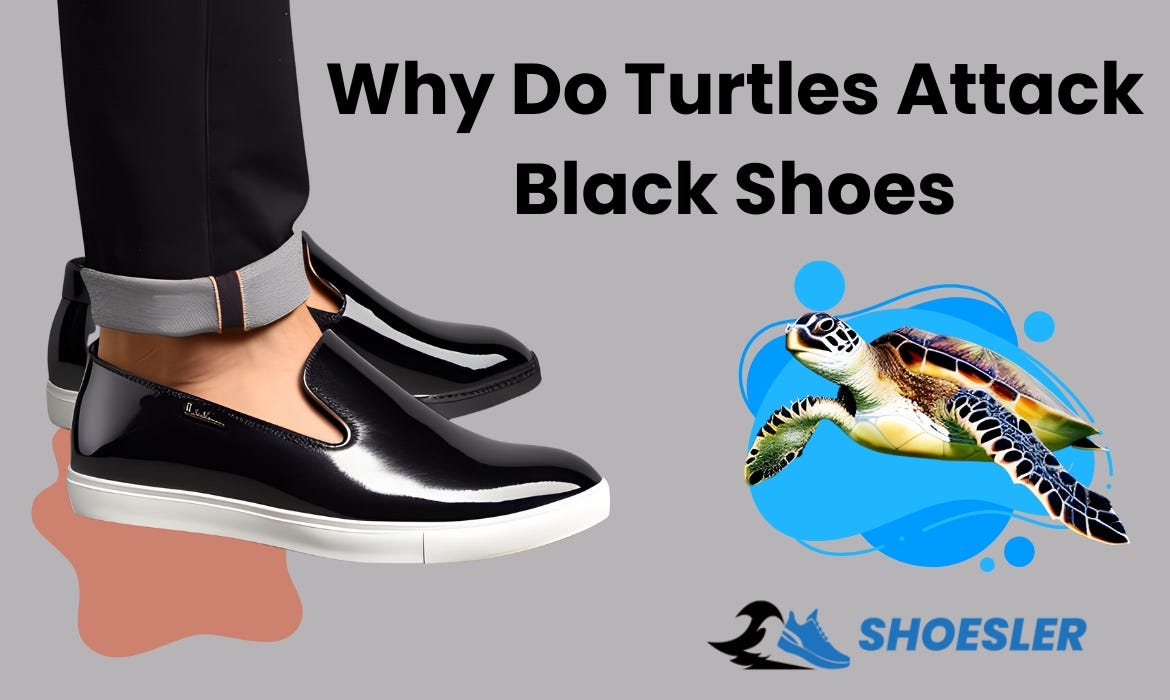 WHY DO TURTLES ATTACK BLACK SHOES UNUSUAL BEHAVIOR by Faseeh Ur Rehman Medium WHY DO TURTLES ATTACK BLACK SHOES UNUSUAL BEHAVIOR by Faseeh Ur Rehman Medium