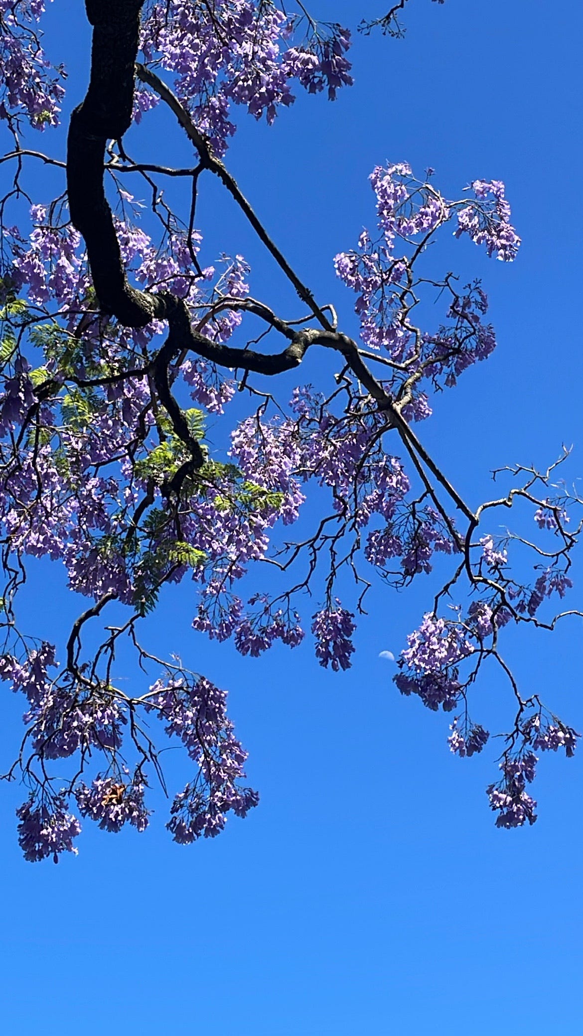 Tracking The Moon Phase Is My New Birth Control By Bree West Medium tracking-the-moon-phase-is-my-new-birth-control-by-bree-west-medium