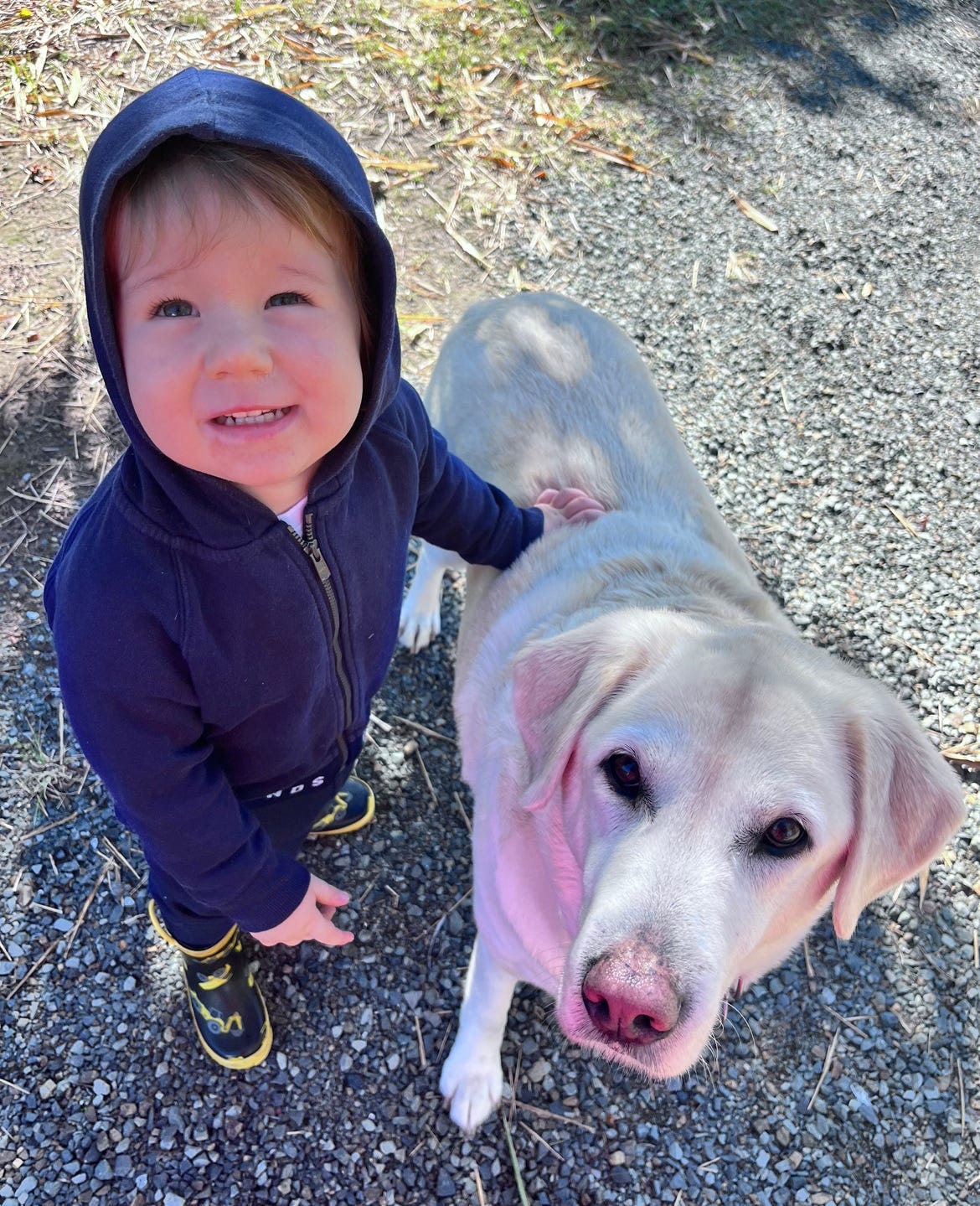 We’ve Been Getting Fitter While the Dog Gets Fatter The Daily Cuppa