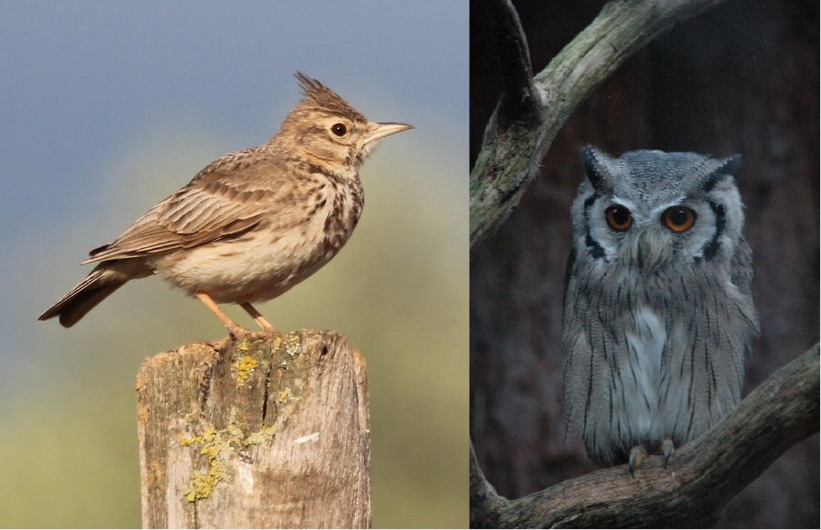 Доброе утро жаворонок. Теперь я злая невыспавшаяся сова. Совы умнее жаворонков. Сова станет жаворонком. Сова и жаворонок юмор.