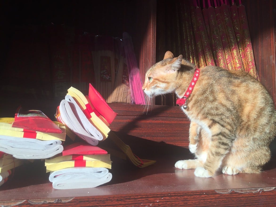 Temple kitty at Zhinan Temple, Taipei