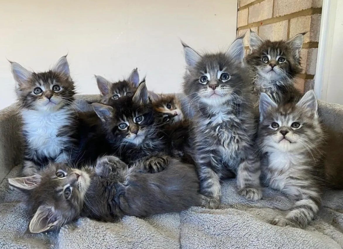 Maine Coon Kittens For Sale