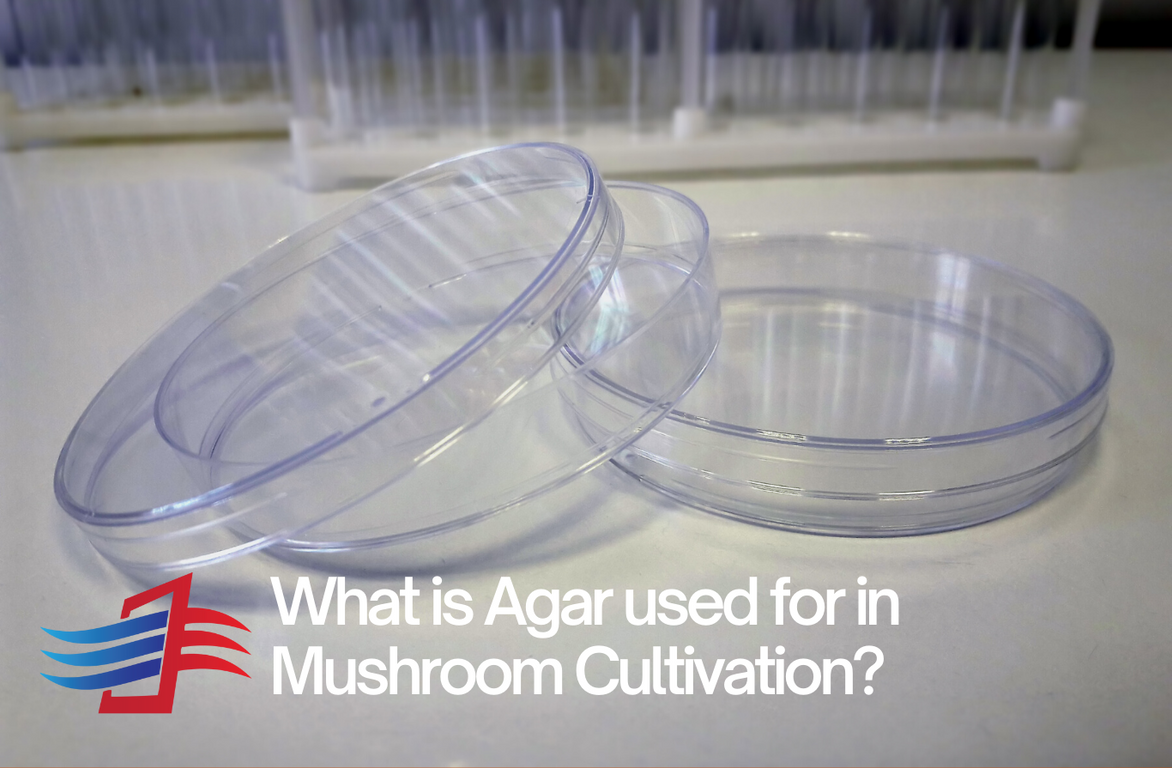 What is Agar used for in Mushroom Cultivation? by FloCube Medium