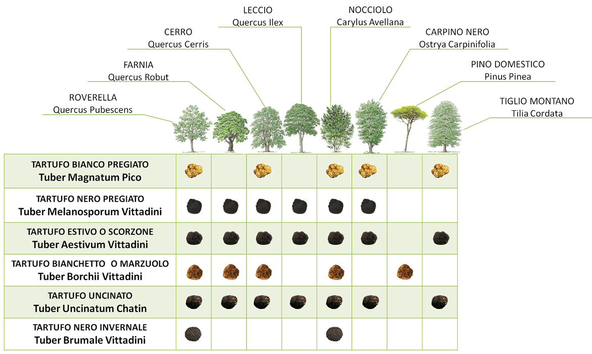 Growing truffle. Growing truffles you can do it but… by Marco