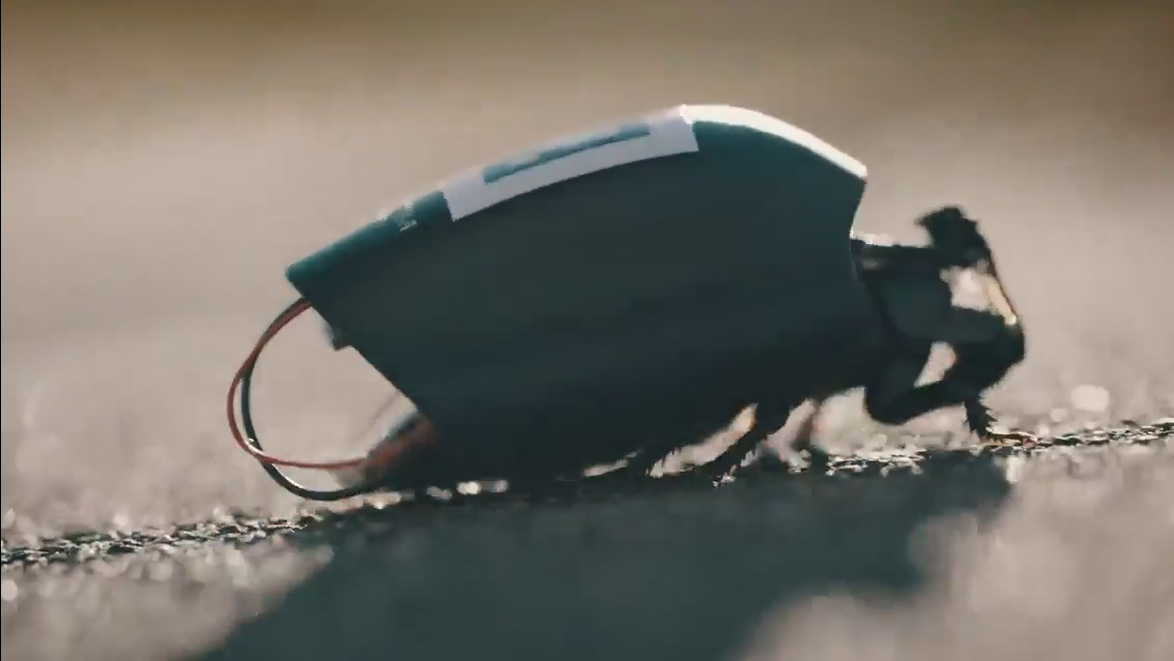 Cyborg Cockroaches: The Bio-Hybrid Breakthrough Redefining Espionage and Disaster Response