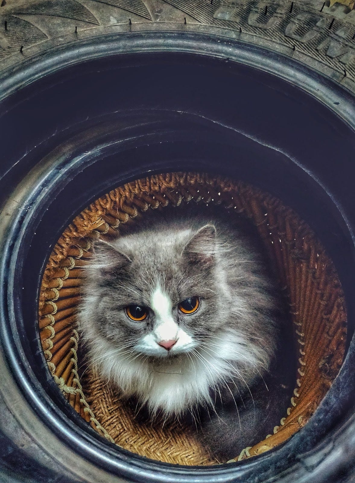 A Comprehensive Guide to Persian Cats, Feline Excellence, and Lifespan