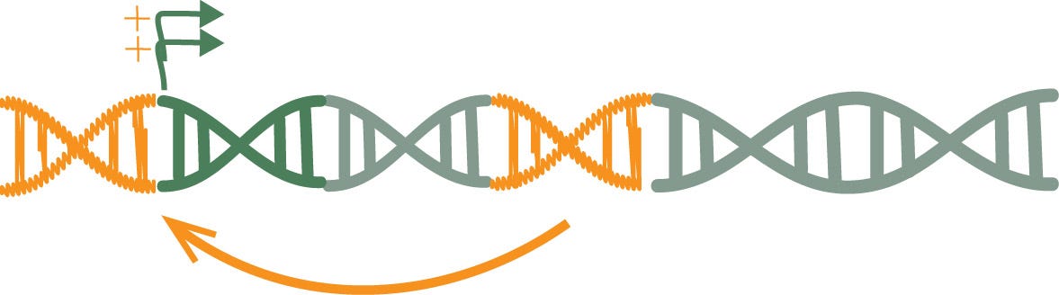TE jumping upstream of a gene, boosting its expression