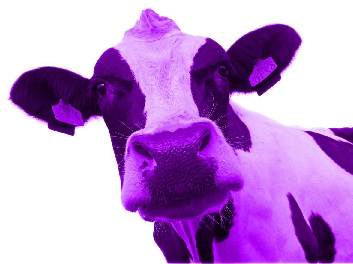 Розовые коровки. Сет годин фиолетовая корова. Фиолетовая, Милка фиолетовая корова. Корова. Розовая корова.