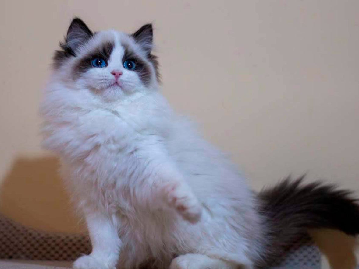 How Can I Make My Cat Fluffier at Lindsey Guyette blog