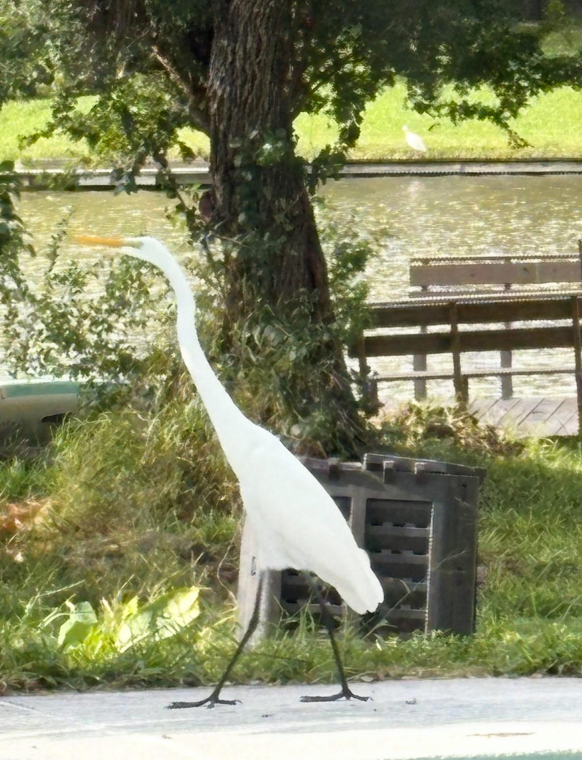 Great Egret Photo by author
