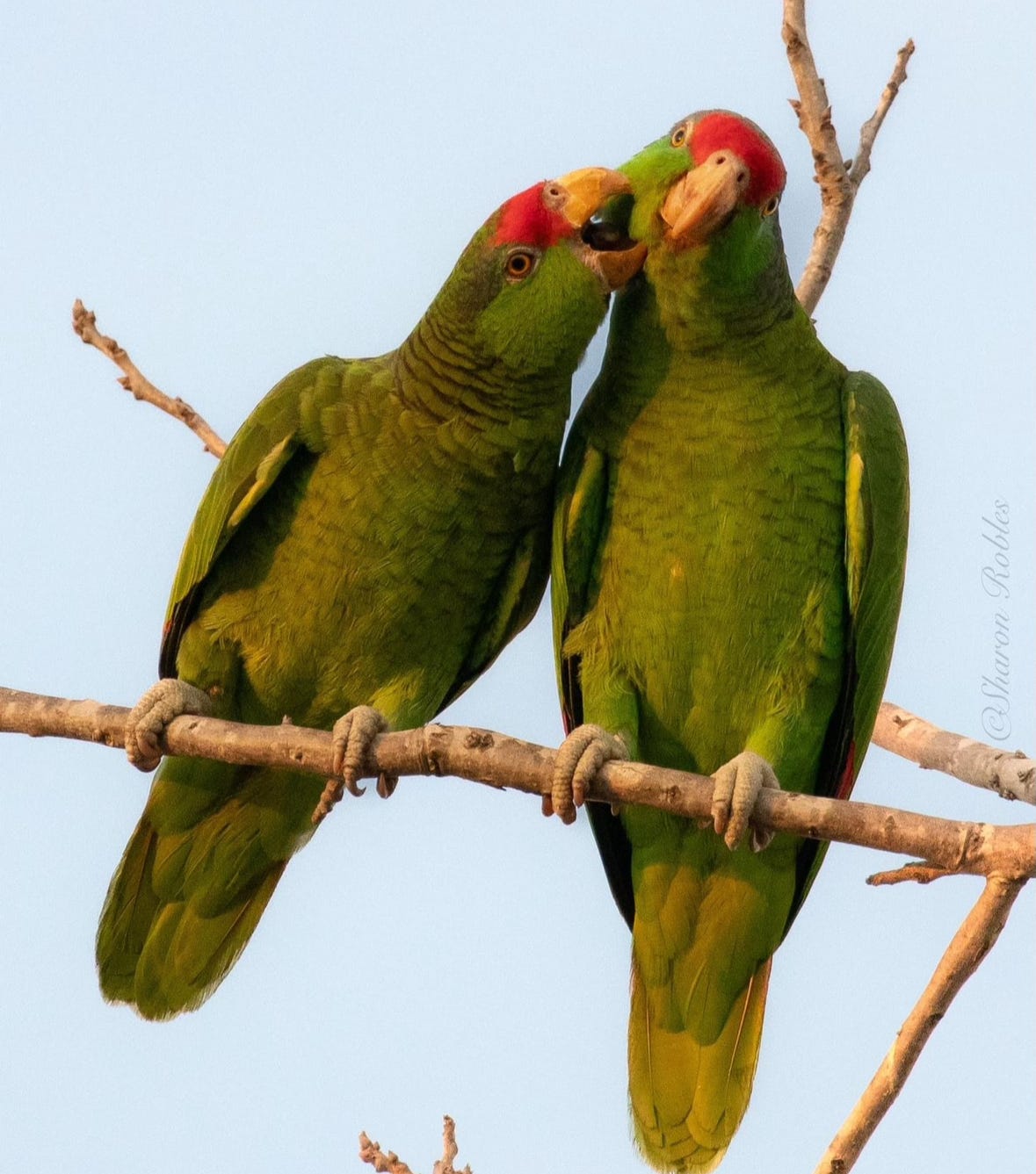 Parrots in South Texas Screenshot by author