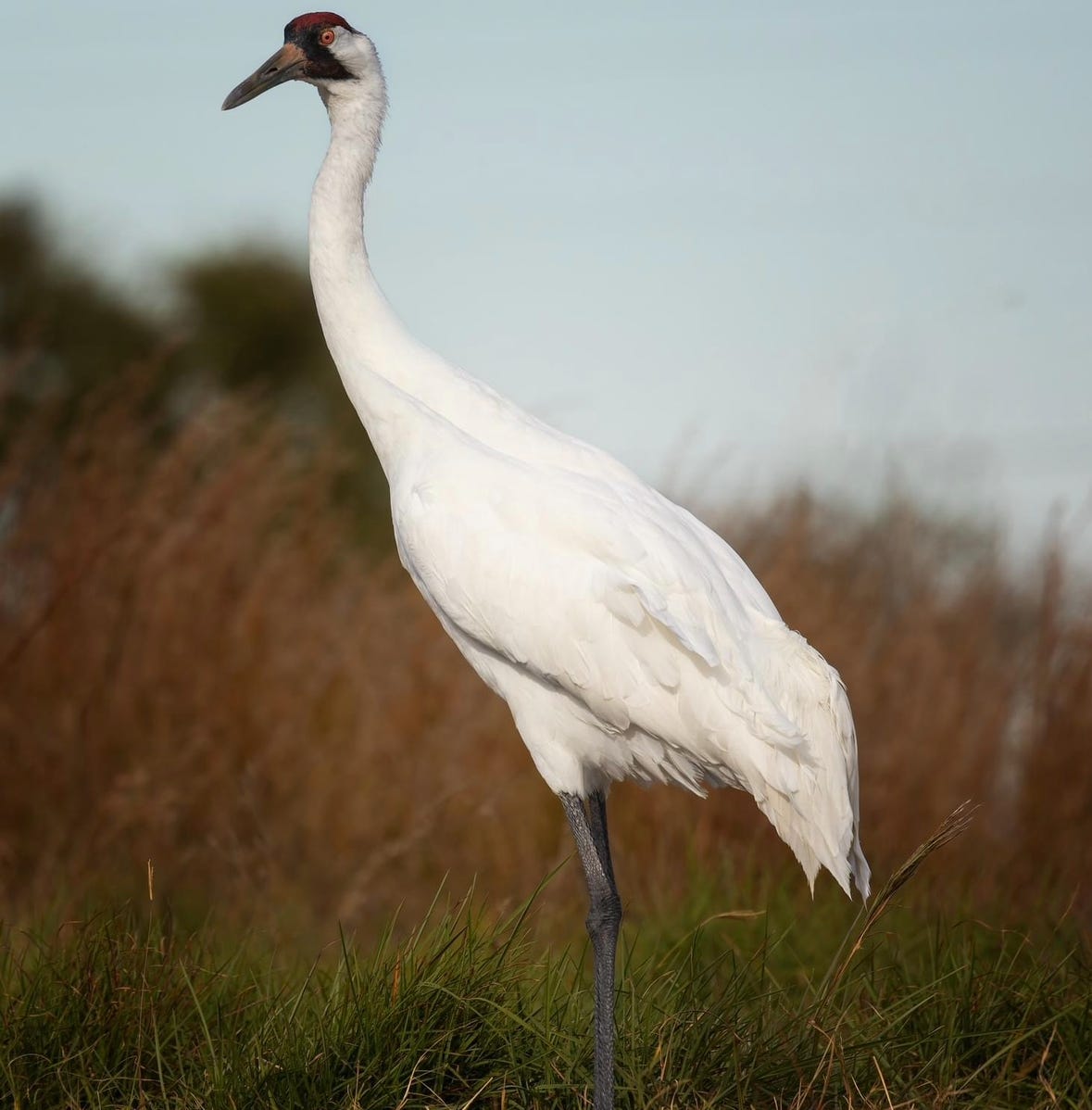 Whooping Crane photo by author