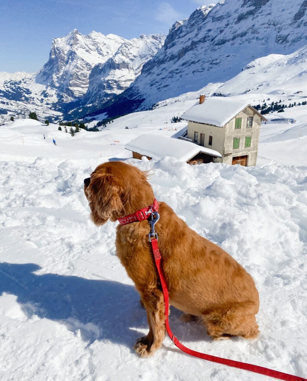 Senior Dog Adopt Senior Golden Retriever Senior Golden Mountain