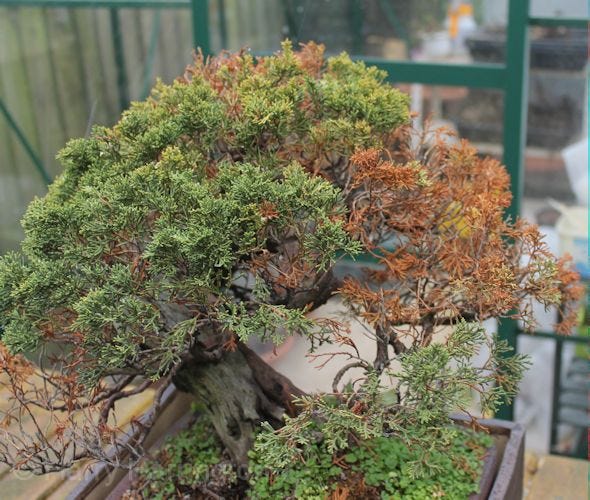 Why Does My Bonsai Tree Look Like It's Dying? | by Mariya Kanegi | Medium