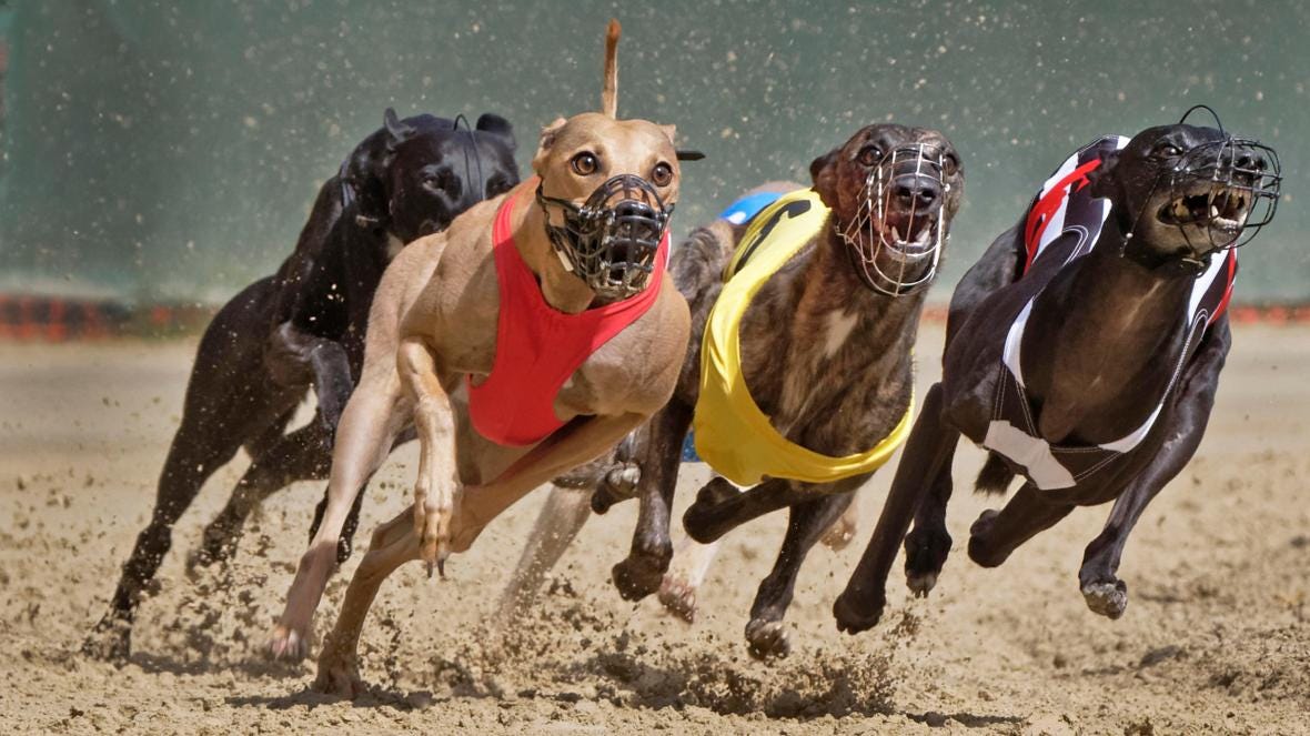 Furry Fast Track: The Excitement of Dog Racing Unleashed | by Islahi ...