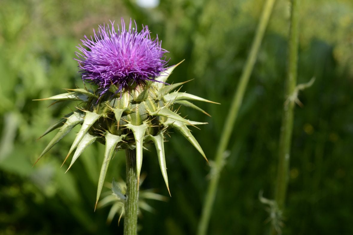 Milk Thistle — Useful properties and applications. Contraindications