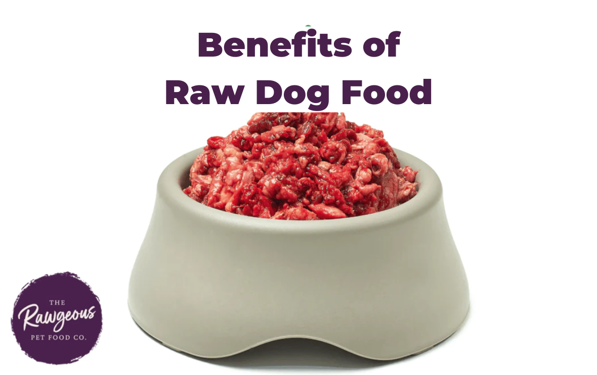 Benefits of Raw Dog Food — Rawgeous Pet Food by Rawgeous Pet Food