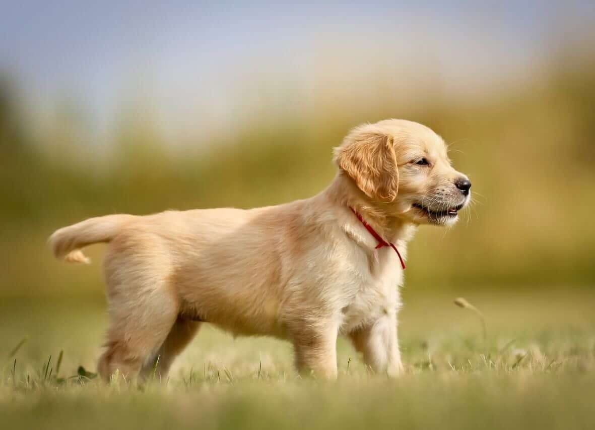 Golden retriever store real dog price