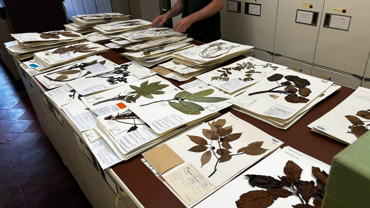 One Sight of a Herbarium — Taiwan and the UK-臺英植物標本館見聞(6)