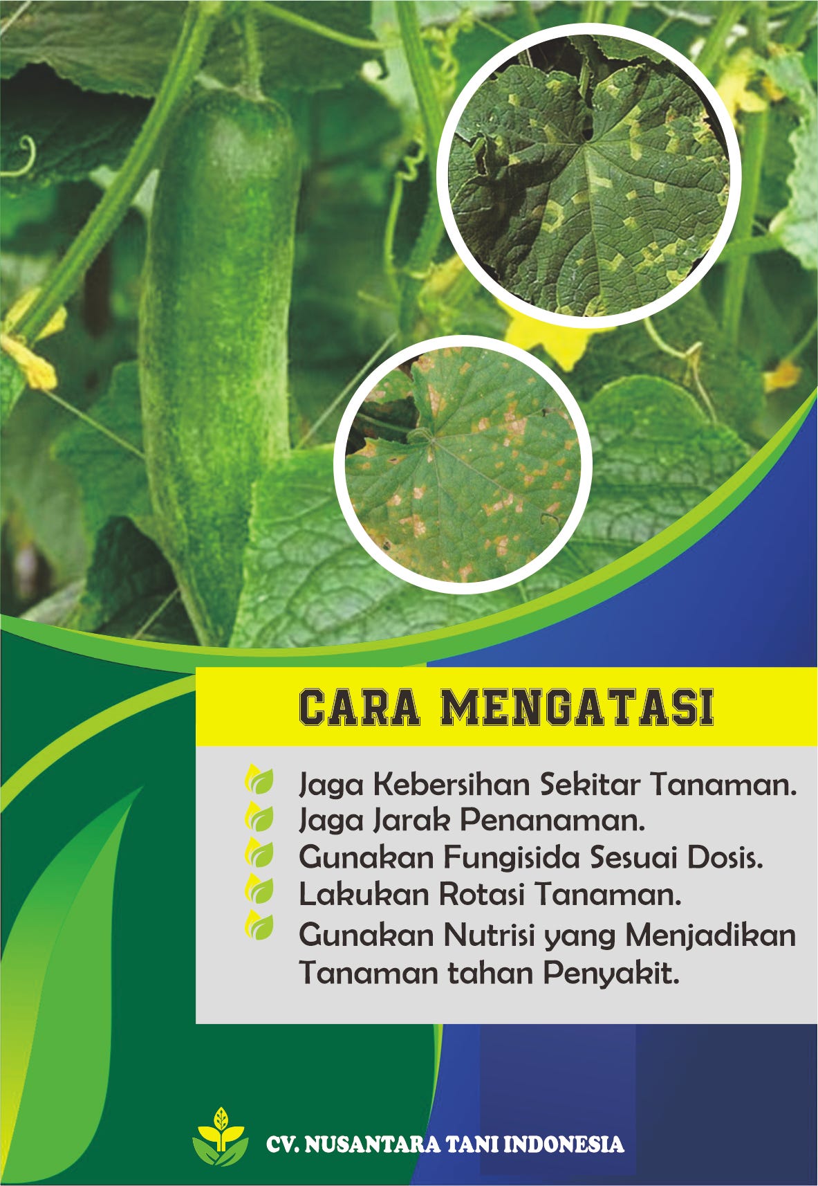 SEDIA VITAMIN ANTI KERITING TANAMAN TIMUN AKASS DI MALANG — WA 0812 3439 5123