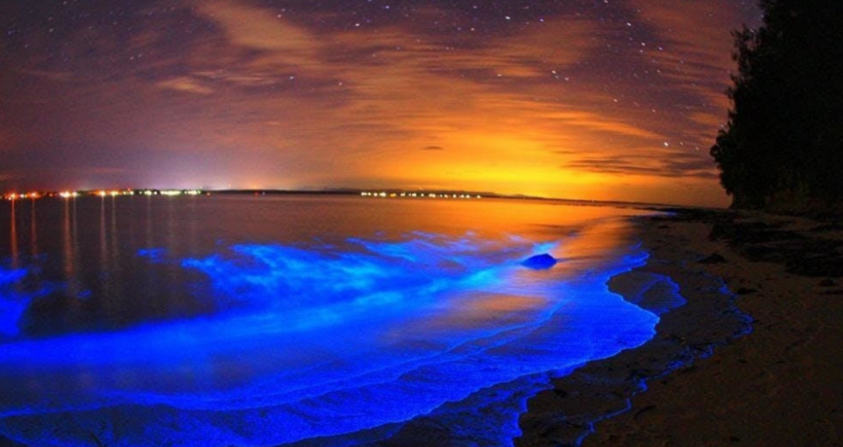 What months are bioluminescence in Florida? by mahnoor khan Jan