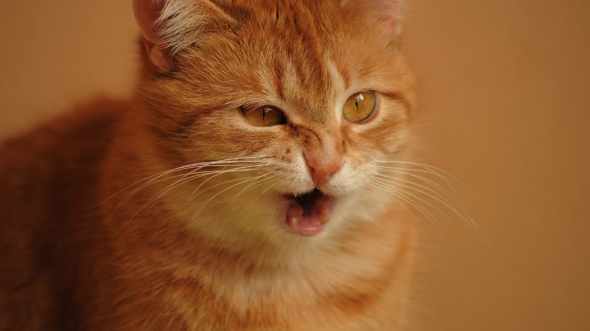 Can Cats Catch Colds From Humans? Medium