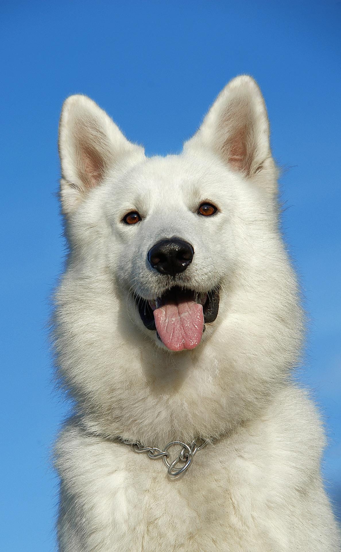 White German Shepherd Price In India 2025, 50 OFF