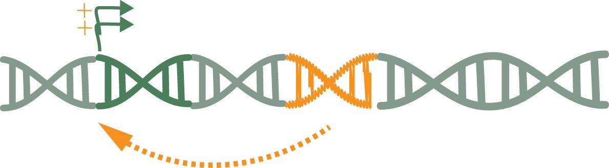 TE enhancing distant gene expression