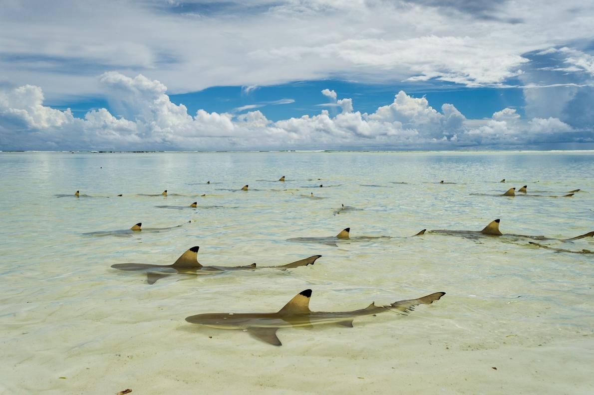 Tiburón punta negra. Atolón de Aldabra, Seychelles. Fotografía de Thomas P. Peschak, Nat Geo Image Collection.