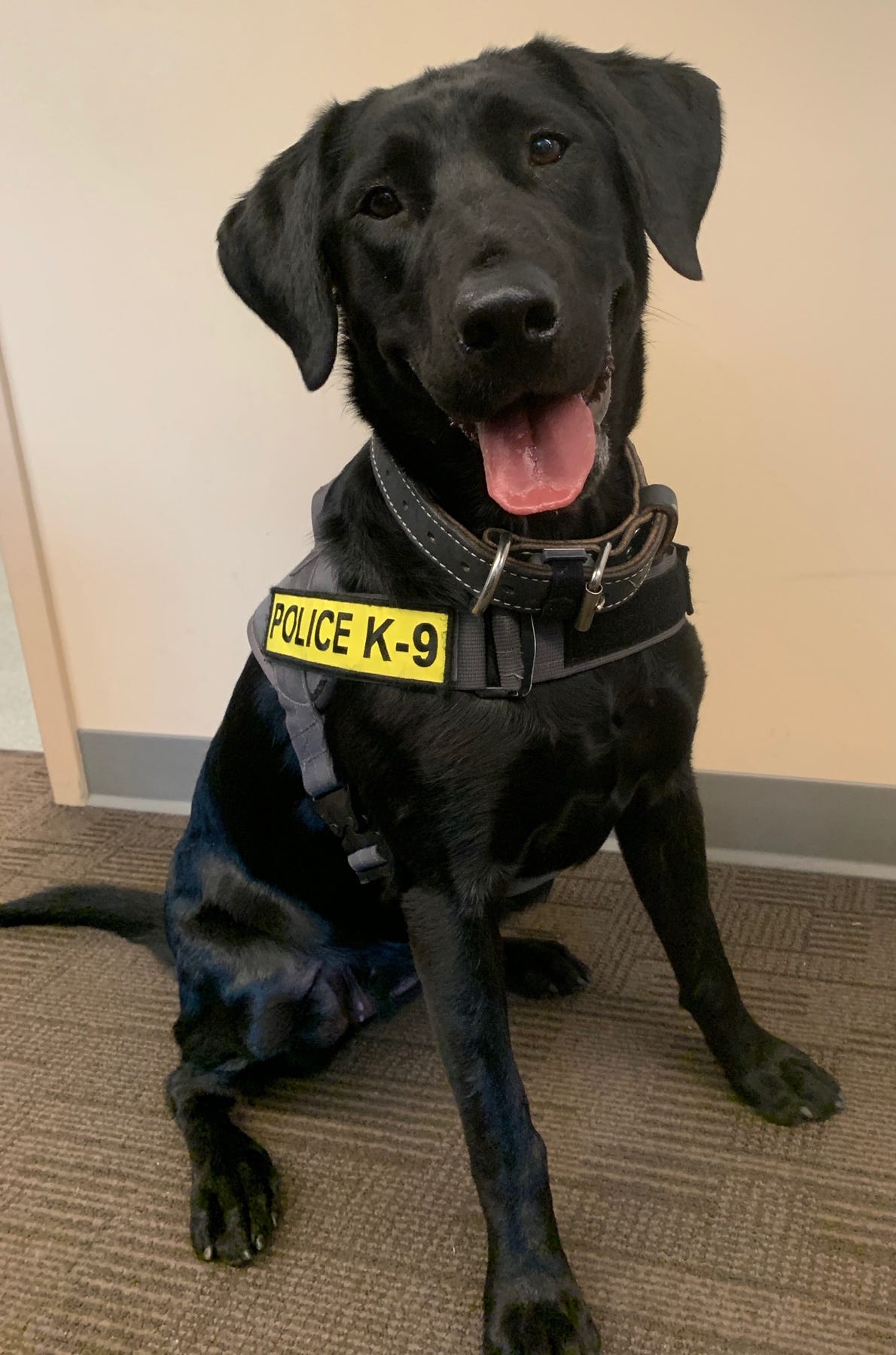 Meet Colorado’s First Electronics Detection K9 | by CSPD Public Affairs ...