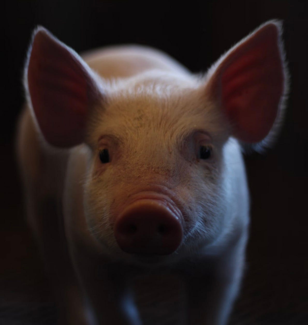 LABORATORY PIG. She didn’t know that her life Could… | by Maureen ...