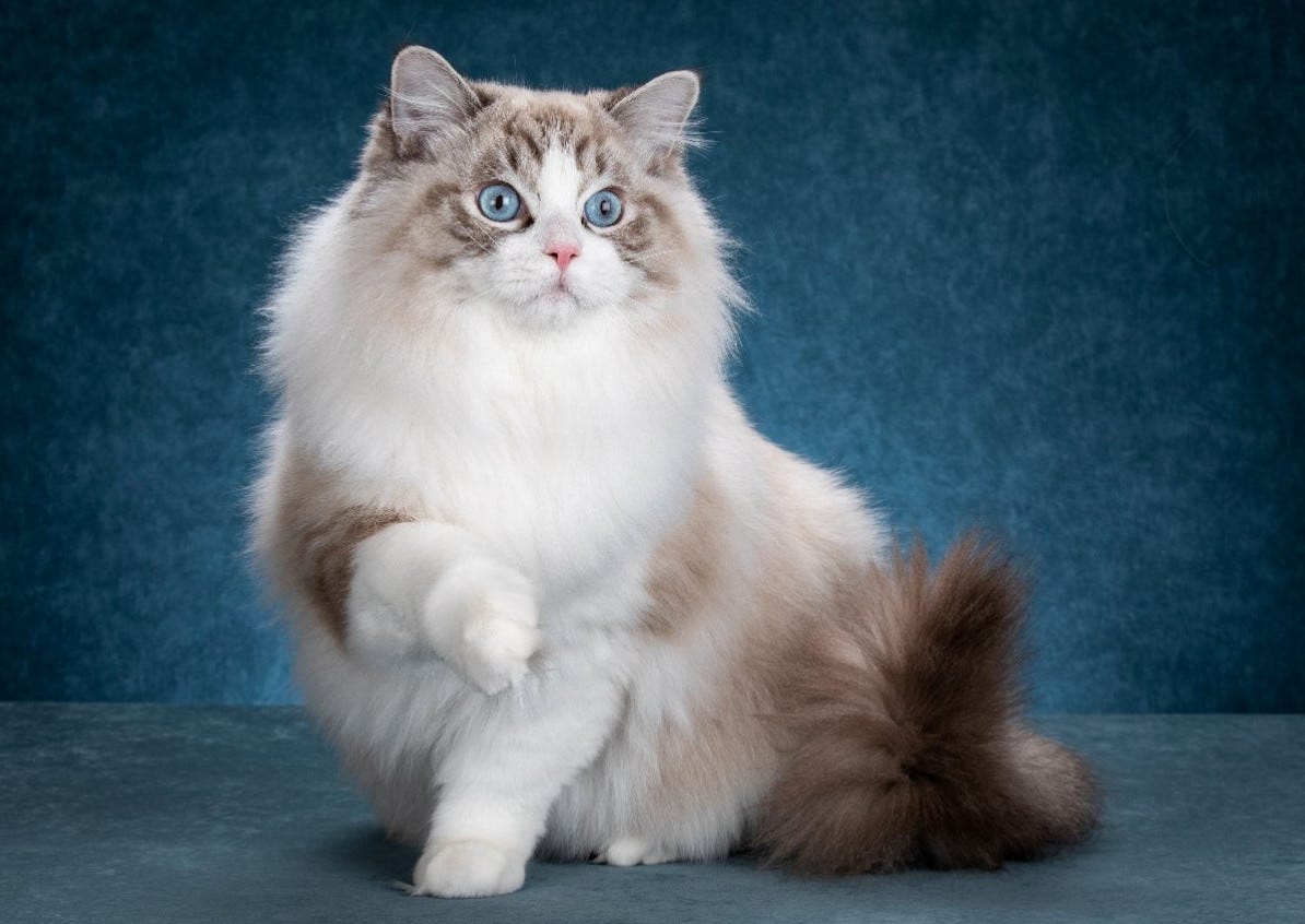 Why Do Ragdoll Cats Go Limp? by Maine Coon Cats Medium