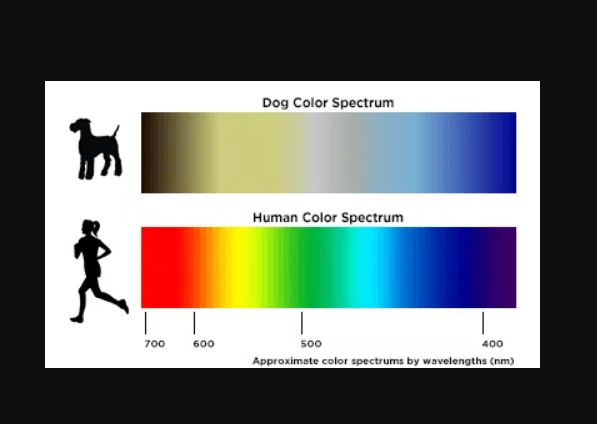 Can Dogs See Color? Find out Truth | by Animalz Pets | Medium