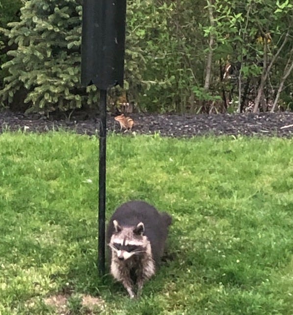 Do Raccoons Get into Bird Feeders? Effective Prevention Tips