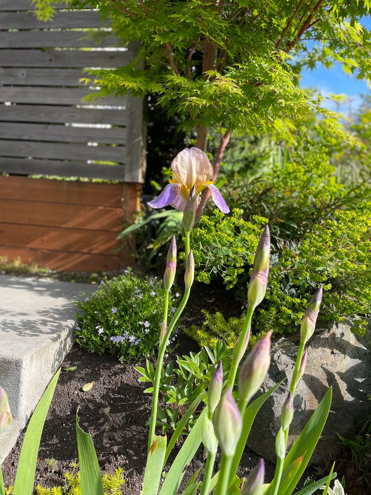 sick. The Covid Diaries | by Bill Hulseman | Medium